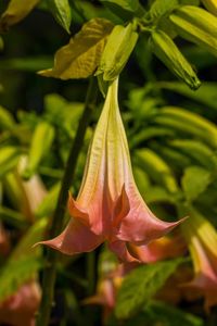 Close-up of flower against blurred background