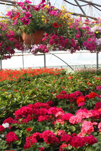 Close-up of pink flowers