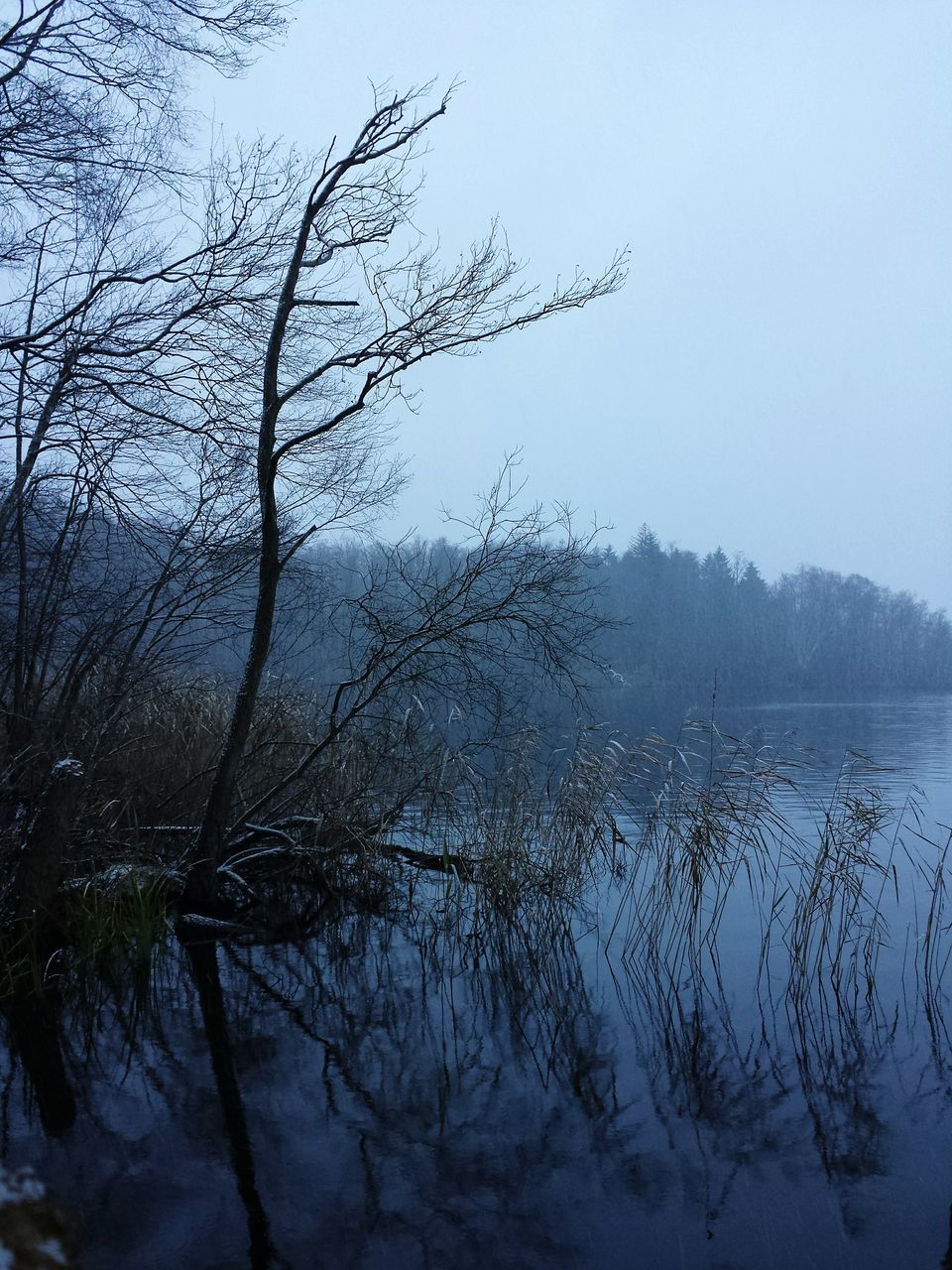 nature, tree, beauty in nature, tranquil scene, tranquility, scenics, fog, lake, no people, outdoors, bare tree, winter, water, landscape, cold temperature, day, sky, branch, hazy