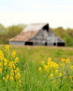 Yellow flowers growing in field against sky