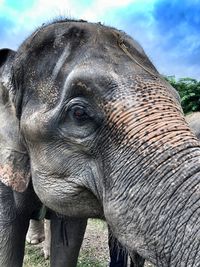 Close-up of elephant on field