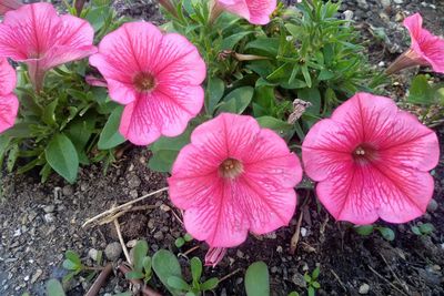 Close-up of pink flowering plants on field