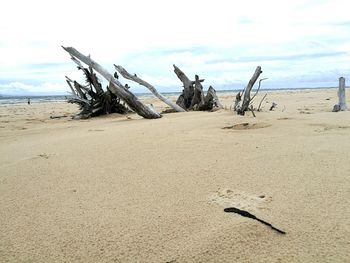 Driftwood on beach against sky