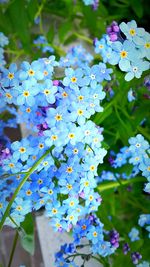 Close-up of purple flowers