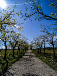 Road amidst trees against sky