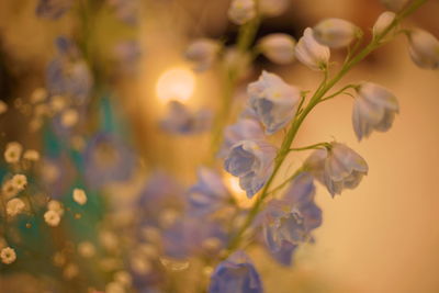 Close-up of yellow flowering plant