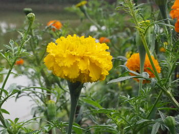 Close-up of yellow flowers blooming outdoors