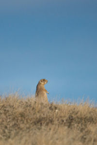 Bird on field against clear sky