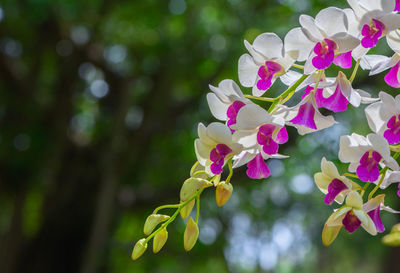 Flowers blooming outdoors