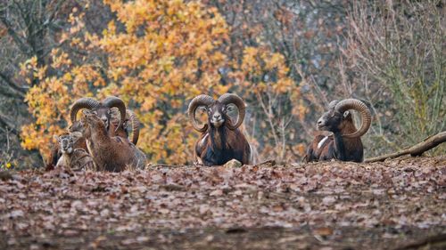 View of animals in forest during autumn