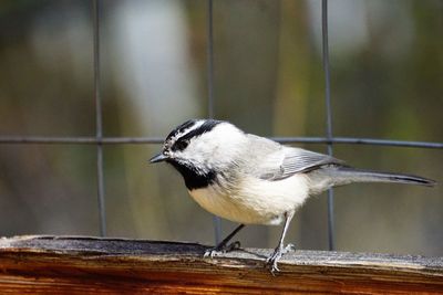 Close-up of bird perching on wood