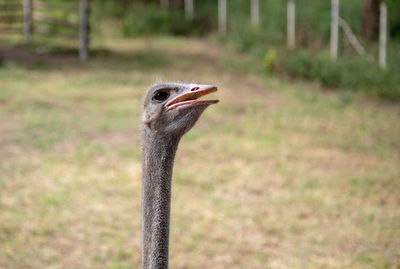 Close-up of an ostrich