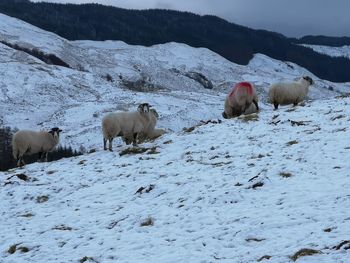Sheep in a snow