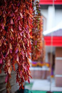 Close-up of red flowering plant hanging in building