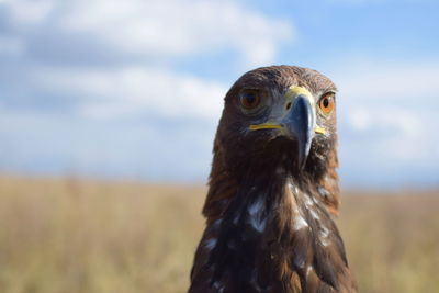 Close-up portrait of owl on field against sky