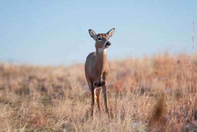 Portrait of giraffe on field