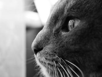 Close-up of a cat looking away