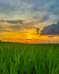 Scenic view of field against sky during sunset