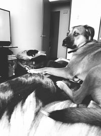 Close-up of dog sitting on bed at home