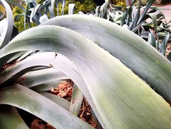 Close-up of succulent plant on field