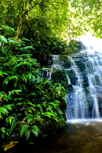 Low angle view of waterfall in forest