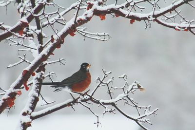 Close-up of american robin perching on frozen bare tree during winter