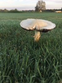 Close-up of mushroom growing on field