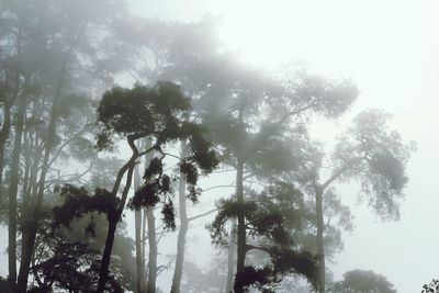 Low angle view of trees against sky