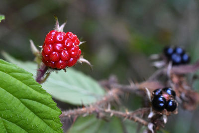 Close-up of strawberry