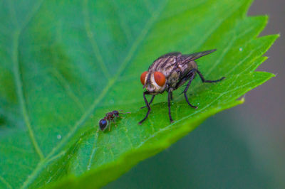 Close-up of housefly and ant on plant