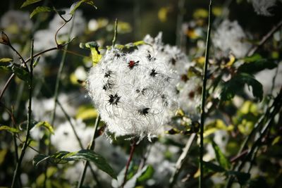 Close-up of insect perching on plant