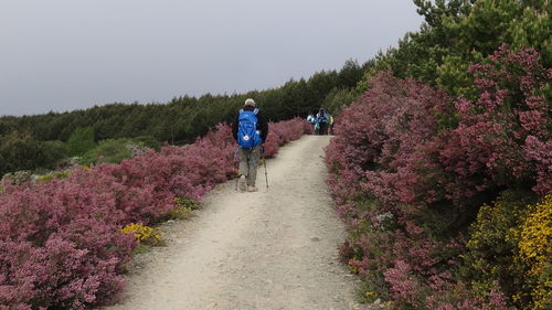 Rear view of man walking on flowering plants against clear sky