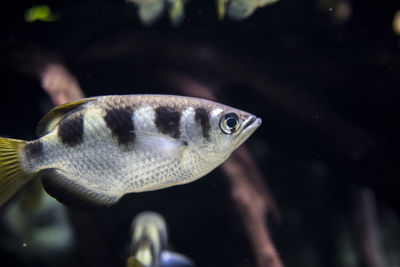 Close-up of fish swimming in sea