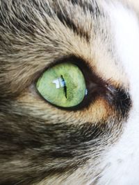 Close-up portrait of a cat