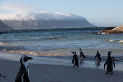 Penguins on shore at beach