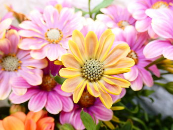 Close-up of pink flowering plants