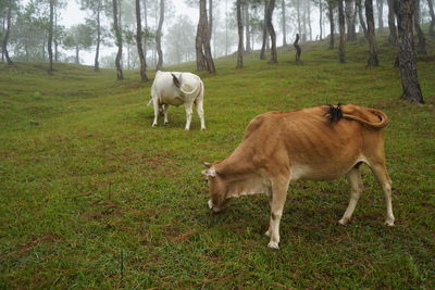 Horses grazing in a field