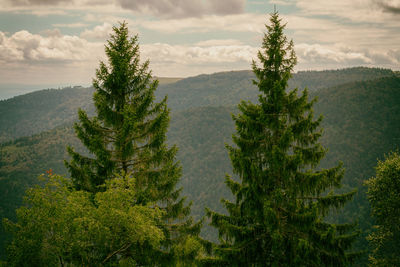 High angle view of trees on landscape against sky