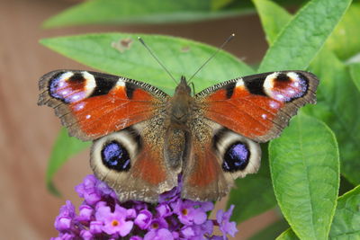 Close-up of butterfly on plant