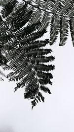 Low angle view of leaves on tree during winter