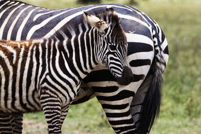 Close-up portrait of zebra standing on grass