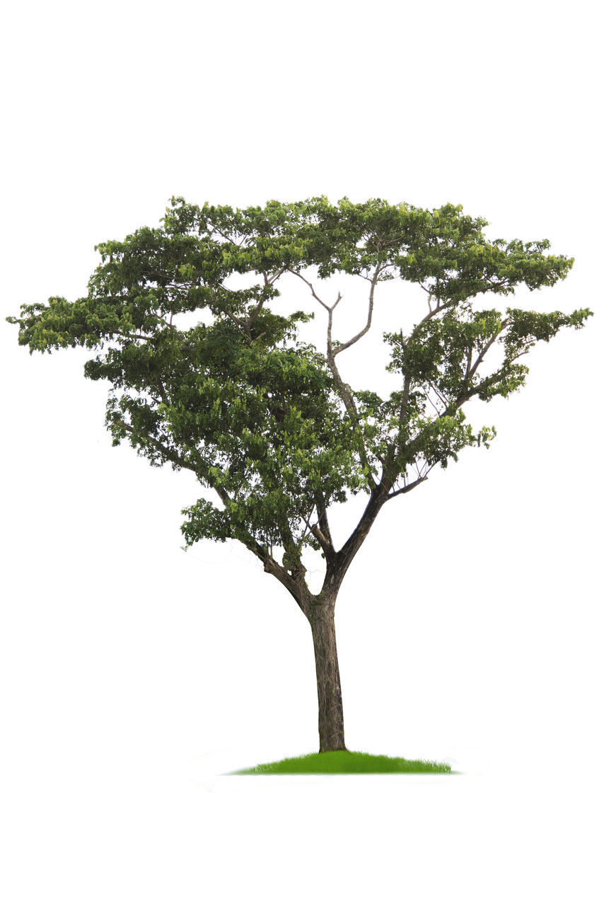 LOW ANGLE VIEW OF TREE AGAINST SKY OVER WHITE BACKGROUND