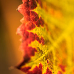 Close-up of insect on plant during autumn