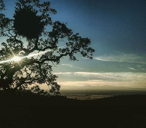 Silhouette of trees at sunset