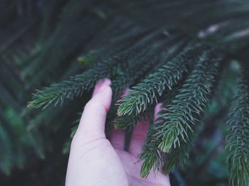 Cropped hand touching pine tree