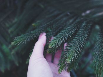 Close-up of person hand holding leaf