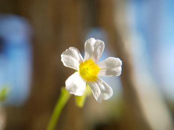 Close-up of yellow flower