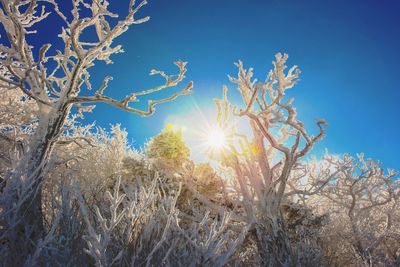 Low angle view of tree against clear blue sky