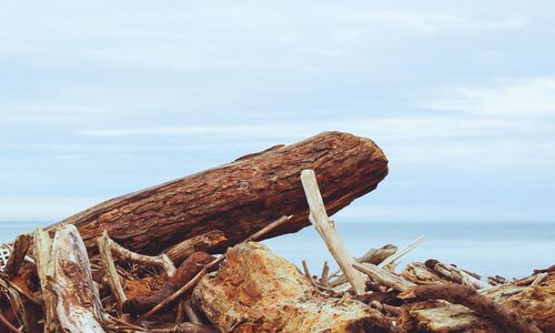 Close-up of driftwood on beach