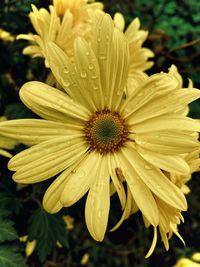 Close-up of raindrops on yellow flower